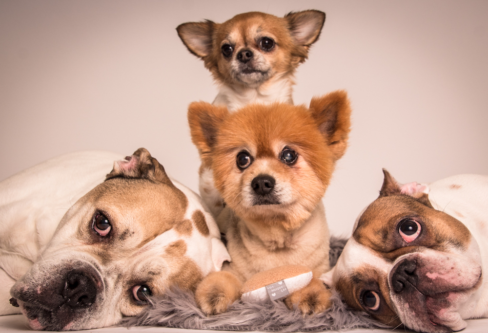 Unsere vier Hunde Mäuschen (oben), Chico II., Chico I., Tyson)